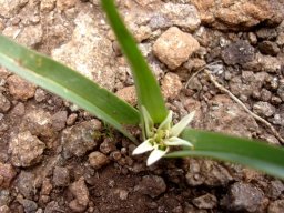 Colchicum natalense flowering